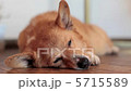 お昼ねしている犬 5715589