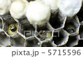 蜂の巣 5715596