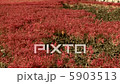 柑橘類水果組 5903513