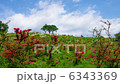 Mountain azalea and sky 6343369