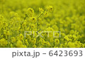 油菜田 6423693