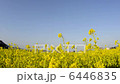 油菜田 6446835