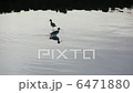 A bird resting at Arakawa 6471880