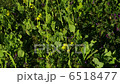 Flowers waiting for spring 6518477