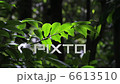 Leaves shining light inserted 6613510