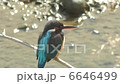 カワセミ 6646499