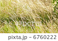 Grass on the wind 6760222