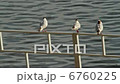 Seagulls 6760225