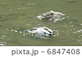 アイガモの交尾 6847408