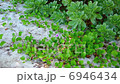 Sandy flowers 6946434