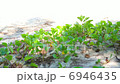 Sandy grass and sunshine 6946435