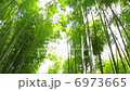  Bamboo grove 6973665
