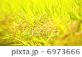Rice field 6973666