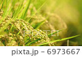 Rice field 6973667
