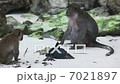 Prey  7021897