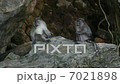 Wildlife  7021898