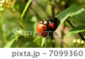テントウムシの交尾 7099360