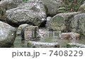 櫻桃樹 7408229