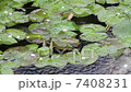 雨 7408231