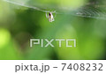  一隻蜘蛛 7408232