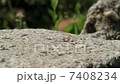 飛 7408234