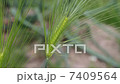 小麥 7409564