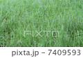 風 7409593