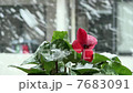 雪天仙客來 7683091