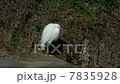 コサギ 7835928