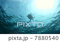 Sea Turtle Underwater 7880540