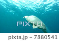 Underwater Sea Turtle 7880541