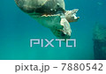 Turtle Underwater 7880542