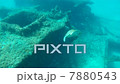 Underwater Sea Turtle 7880543