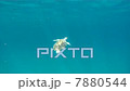 Turtle 7880544
