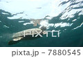 Turtle 7880545