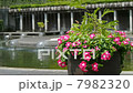 ニチニチソウの花と噴水 7982320