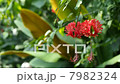 風鈴仏桑華 7982324