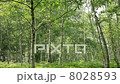 白樺林 8028593