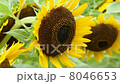 ひまわりの花と飛んでいる（ホバリング）ミツバチ 8046653