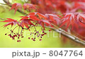風に揺れる紅葉 8047764