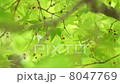 風に揺れる若葉 8047769