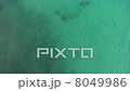 Snake in the sea 8049986