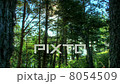 Forest At Dawn. HDR Time Lapse 8054509