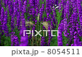 Field Of Globe Flowers On A Summer Meadow 8054511