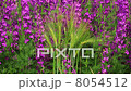 Field Of Globe Flowers On A Summer Meadow 8054512