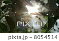Acacia Flowers In The Sunshine 8054514