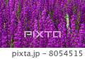 Field Of Globe Flowers On A Summer Meadow 8054515