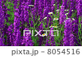 Field Of Globe Flowers On A Summer Meadow 8054516