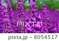 Field Of Globe Flowers On A Summer Meadow 8054517