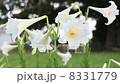 easter lily easter lily 8331779